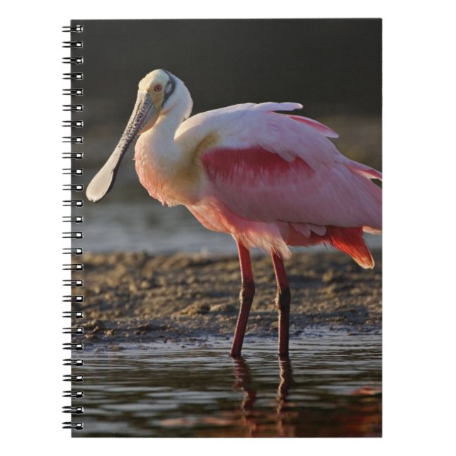 Cuaderno Roseate Spoonbill, Ajaia ajaja, Ding Darling (Frente)