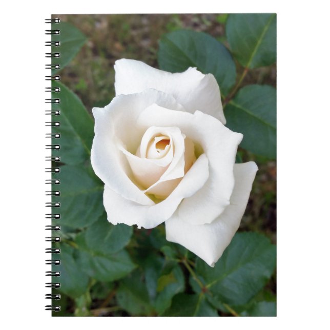 Cuaderno rosebudo blanco (Frente)