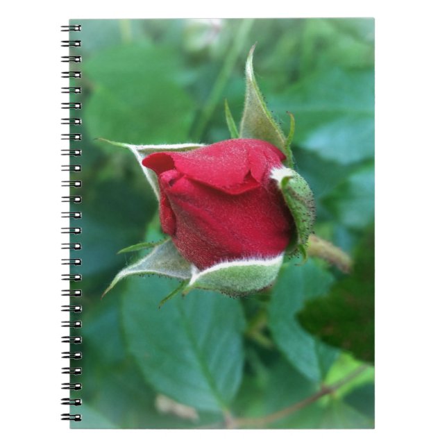 Cuaderno rosebudo rojo (Frente)