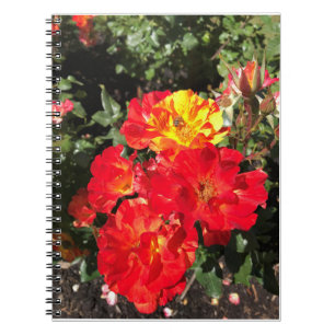 Cuaderno Roses Rojas y Amarillas, Portland, Oregón