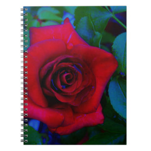 Cuaderno Roses rojos con tonos azules