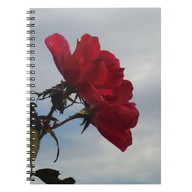 Cuaderno Roses rojos contra un brillante cielo azul (Frente)
