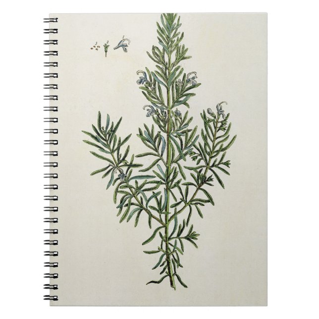 Cuaderno Rosmarinus Officinalis, "de un herbario curioso", (Frente)