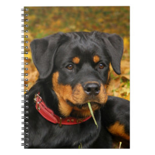 Cuaderno Rottweiler Pup En El Suelo En El Bosque