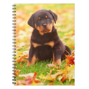 Cuaderno Rottweiler Puppy Sentado En Hojas De Otoño