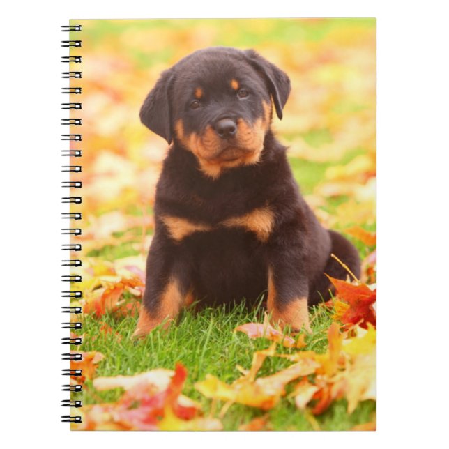 Cuaderno Rottweiler Puppy Sentado En Hojas De Otoño (Frente)