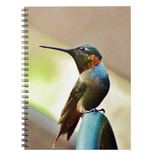 Cuaderno Ruby encaramado y colibrí verde (Frente)