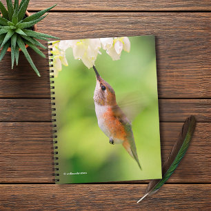 Cuaderno Rufous Hummingbird Sips Blueberry Blossom Néctar
