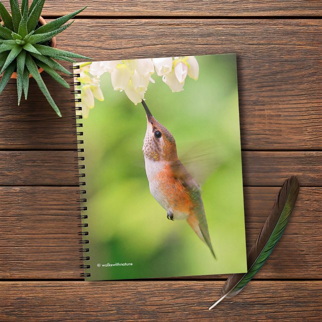 Cuaderno Rufous Hummingbird Sips Blueberry Blossom Néctar (Rufous Hummingbird Sips Blueberry Flower Nectar Journal Cover Photo)