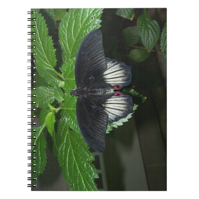 Cuaderno Rumanzovia Swallowtail - Hombre (Frente)