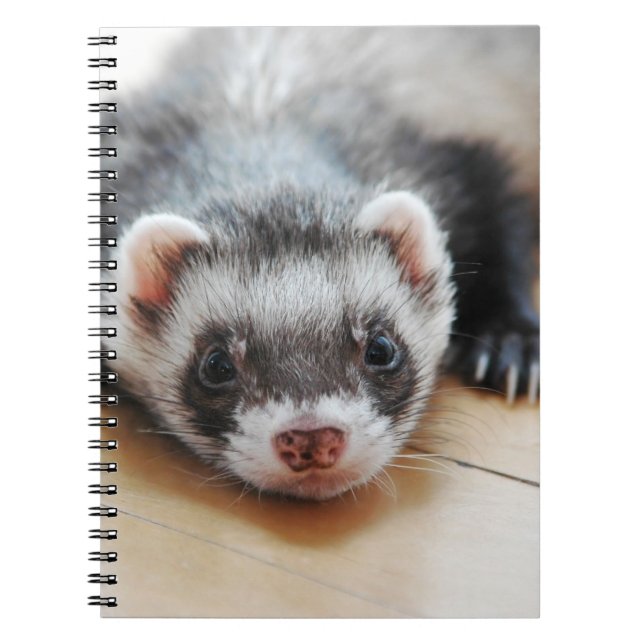 Cuaderno Sable Ferret (Frente)