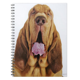 Cuaderno Sabueso (perro del St. Huberto) con los ojos