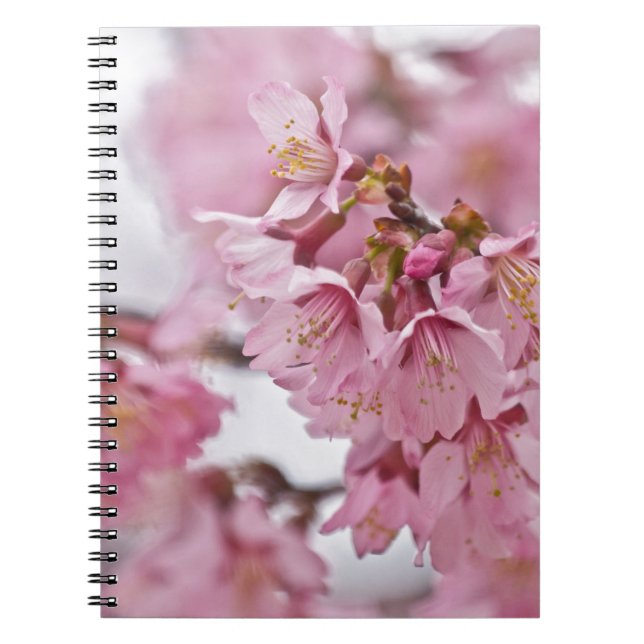 Cuaderno Sakura cerezo florece rosa pálido (Frente)