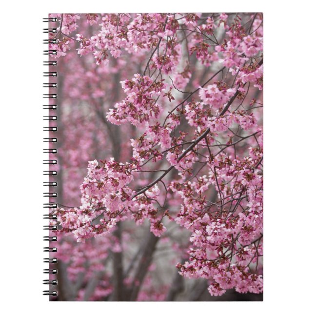 Cuaderno Sakura Cherry Blossoms Flowing Pink (Frente)