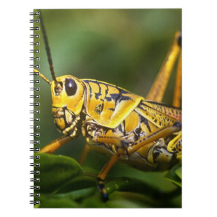 Cuaderno Saltamontes, Parque Nacional Everglades, Florida,