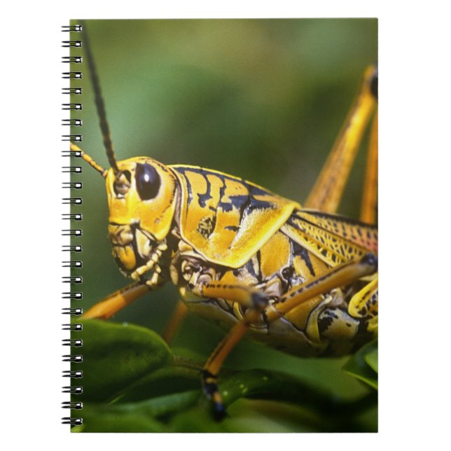 Cuaderno Saltamontes, Parque Nacional Everglades, Florida, (Frente)