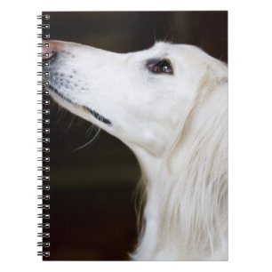 Cuaderno Saluki que mira para arriba