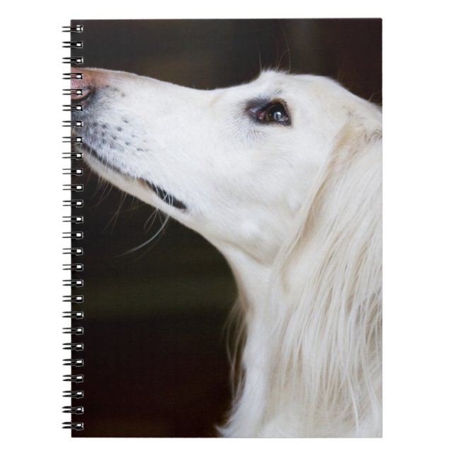 Cuaderno Saluki que mira para arriba (Frente)