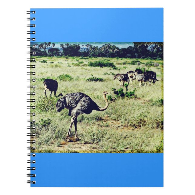 Cuaderno Samburu Ostriches (Frente)
