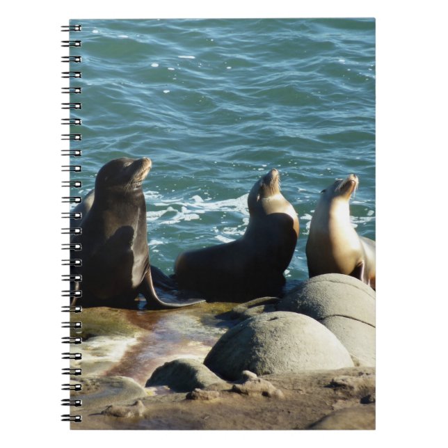 Cuaderno San Diego Sea Lions (Frente)