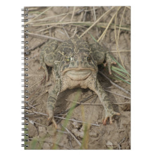 Cuaderno Sapo de la pradera R10