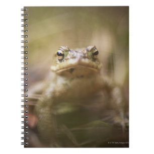Cuaderno Sapo del día