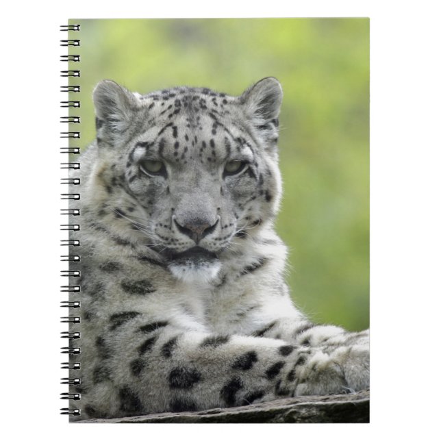 Cuaderno Schneeleopard (Frente)