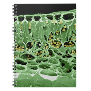 Cuaderno Sección representativa de la hoja