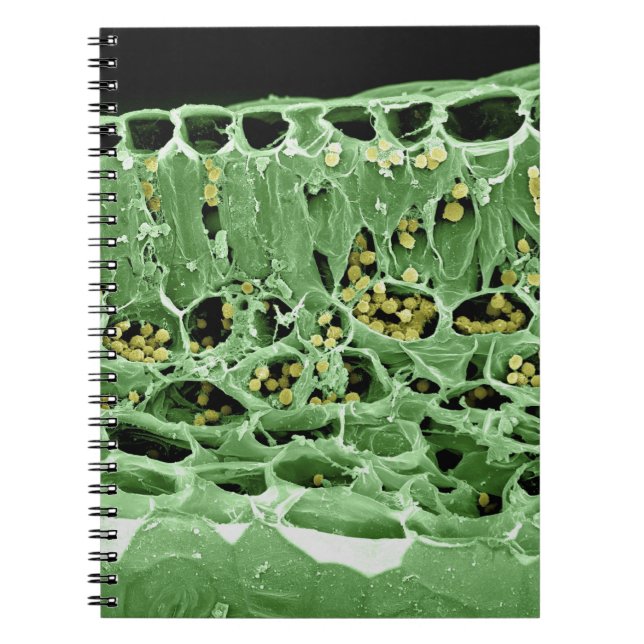 Cuaderno Sección representativa de la hoja (Frente)