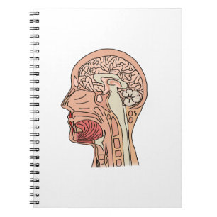 Cuaderno Sección transversal cerebral midsagital