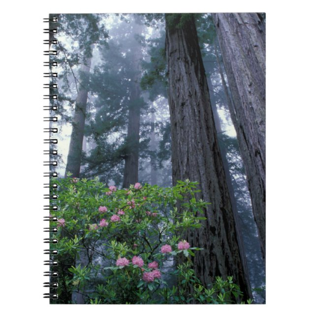 Cuaderno secuoyas costeras y rododendros (Frente)