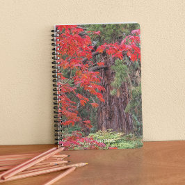 Cuaderno Secuoyas gigantes y hojas de arce rojas