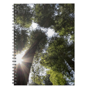 Cuaderno Secuoyas, Parque Estatal de las Secuoyas de Humbol