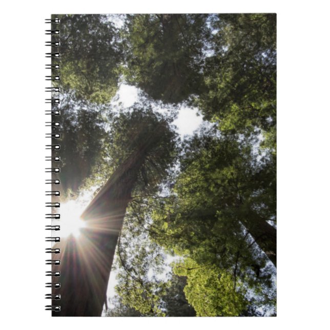 Cuaderno Secuoyas, Parque Estatal de las Secuoyas de Humbol (Frente)