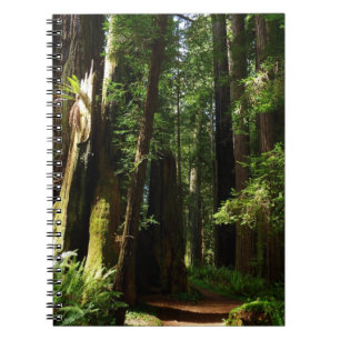 Cuaderno Secuoyas y ferris en el Parque Nacional Redwood