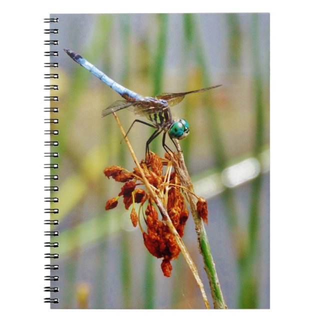 Cuaderno Sedge grass, and Dragonfly (Frente)