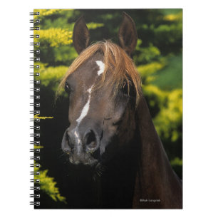 Cuaderno Semental árabe