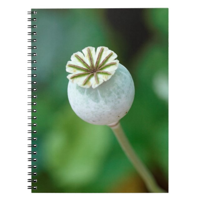 Cuaderno Semilla de Cabeza de Flor de Amapola, Cabo Occiden (Frente)