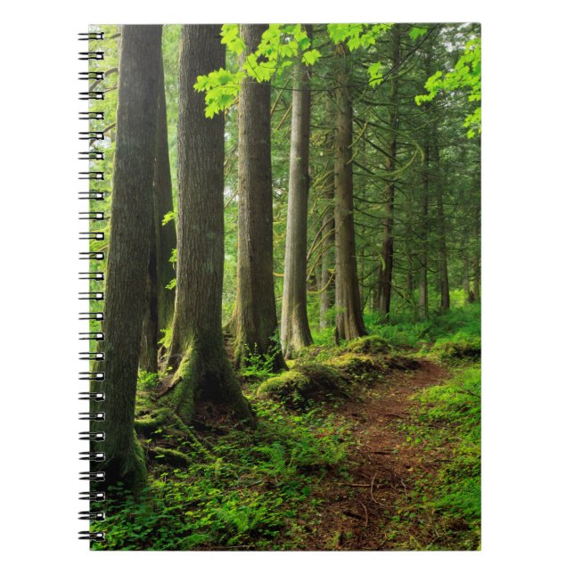 Cuaderno Sendero escénico del bosque verde (Frente)