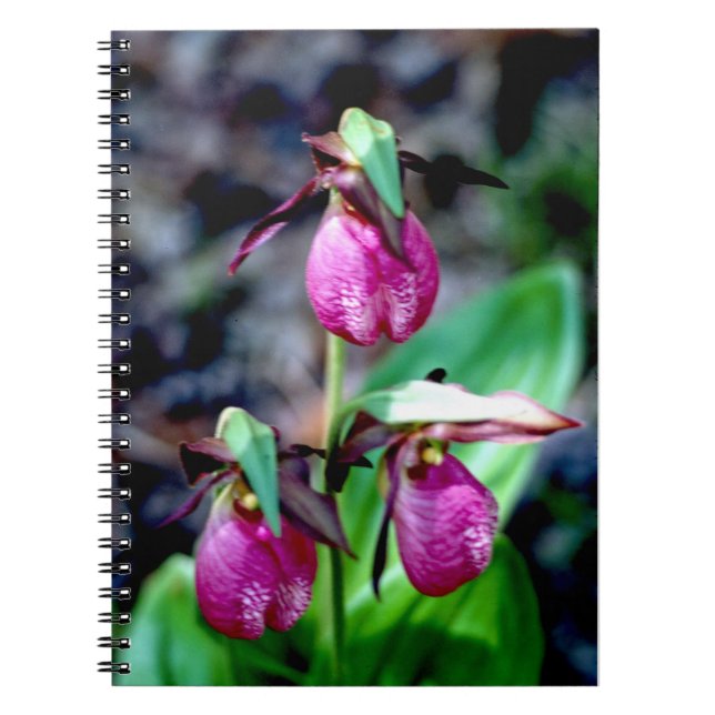 Cuaderno Señora deslizador I, placer verde rosado del (Frente)