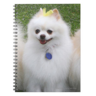 Cuaderno Sentada de 3 Pomeranians