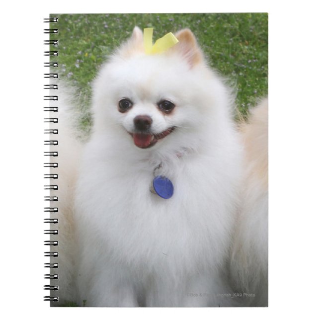 Cuaderno Sentada de 3 Pomeranians (Frente)