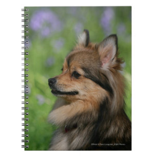 Cuaderno Sentada del Headshot de Pomeranian