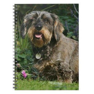 Cuaderno sentada estándar Alambre-haired del Dachshund