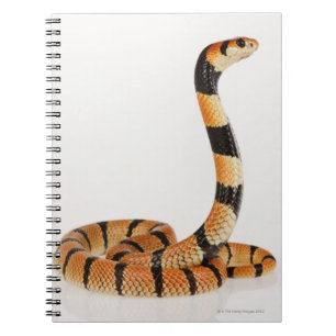 Cuaderno Serpiente coralina africana (lubricus del