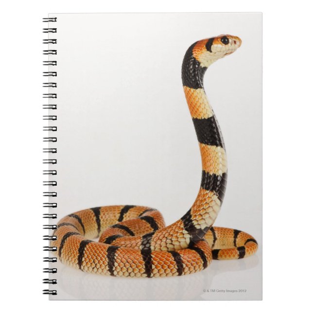 Cuaderno Serpiente de coral de África (Aspidelaps lubricus) (Frente)
