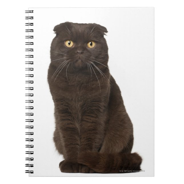 Cuaderno Sesión de Scottish Fold (18 meses de edad) (Frente)
