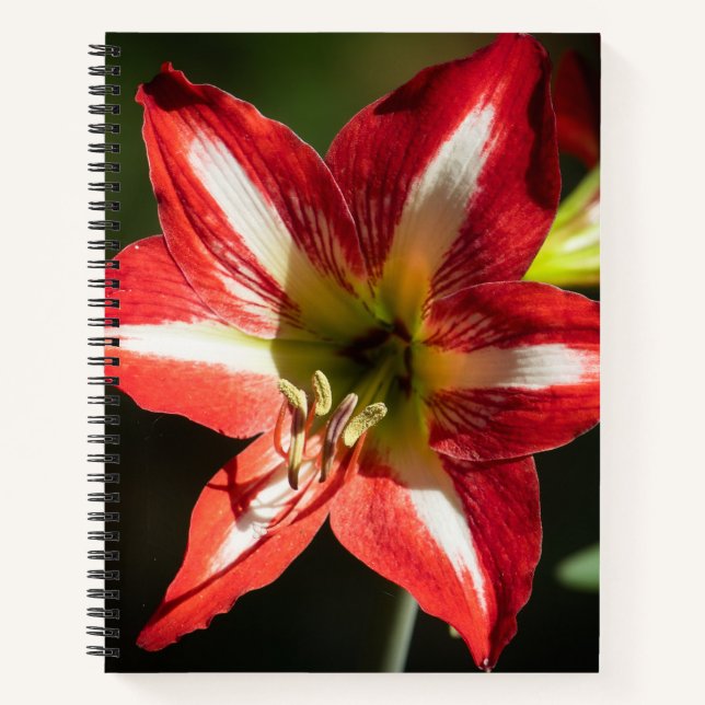 Cuaderno Shards of Red: Hibiscus at the Summit of Phongsaly (Anverso)