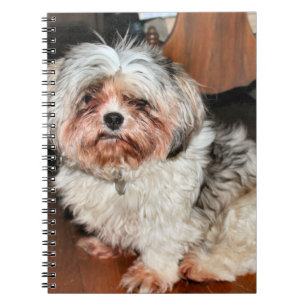 Cuaderno Shih Tzu