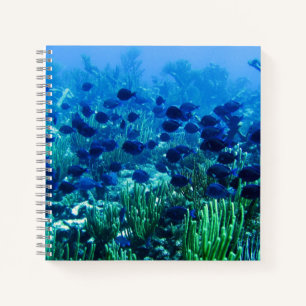 Cuaderno Shoal de Blue Discus Fish Underwater Photo